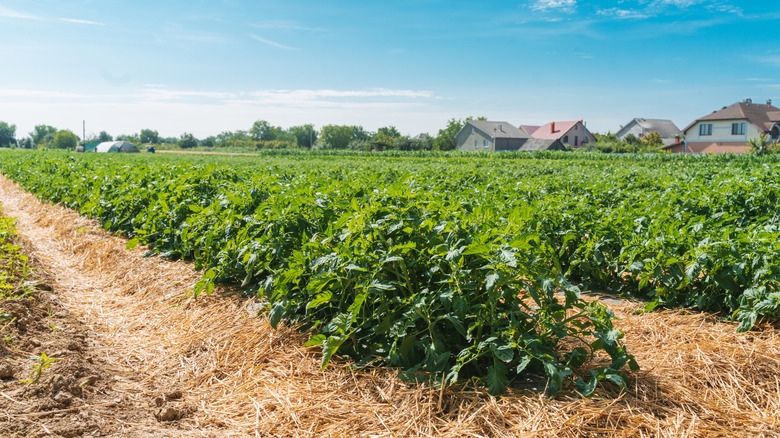 tomato plants in the sunshine