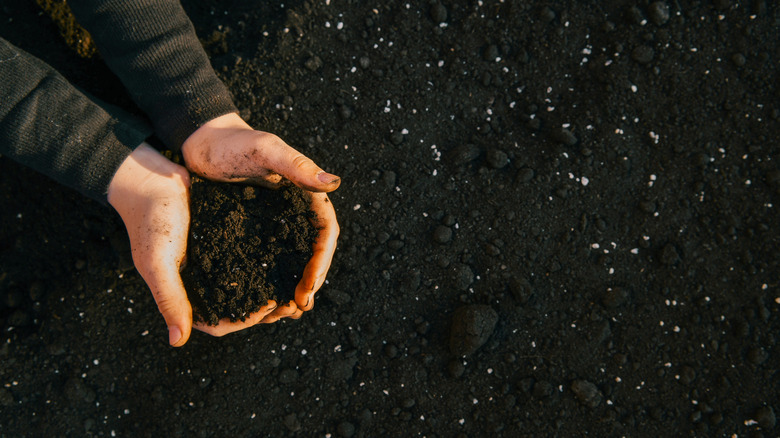 person cupping rick black soil