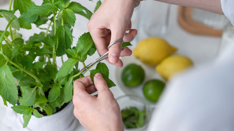 snipping leaves from a basil plant in an indoor garden