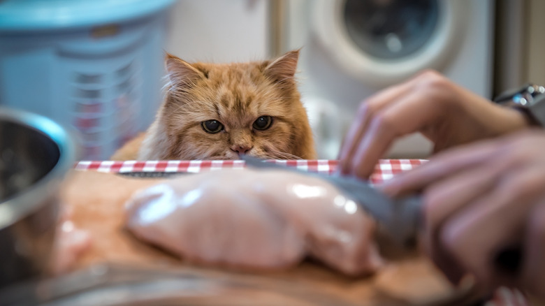 A cat watches a home cook prep chicken in a kitchen