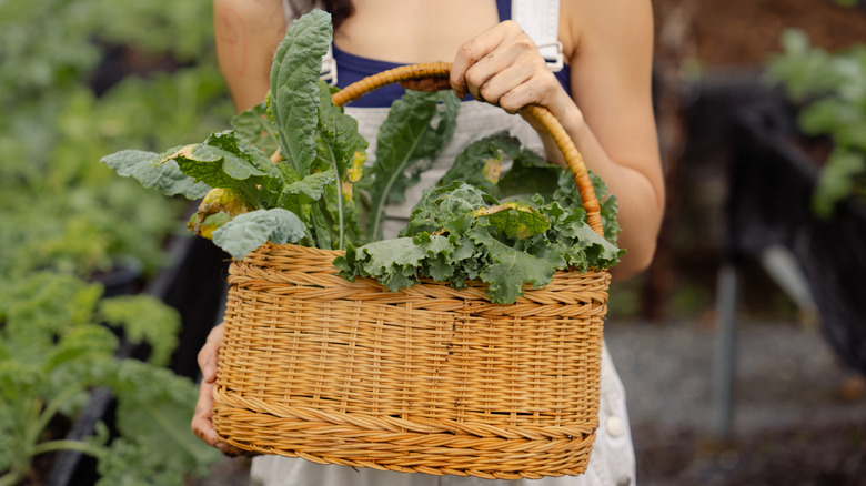A woman holds a basket of garden kale