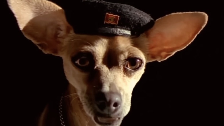 Taco Bell chihuahua wearing revolutionary beret