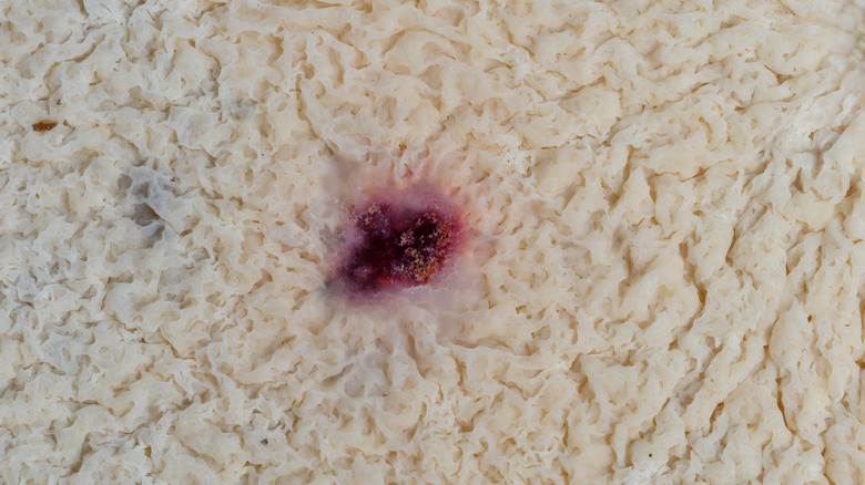 Kahm yeast