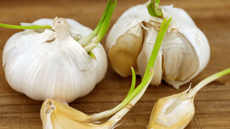 Sprouted garlic heads and cloves