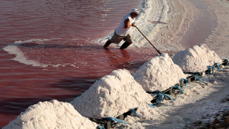 fleur de sel being hand-harvested on the Atlantic Coast of France