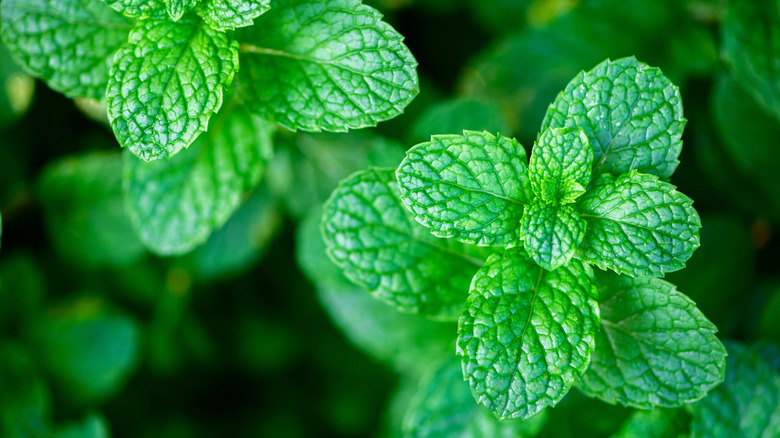 Fresh mint still on the stem