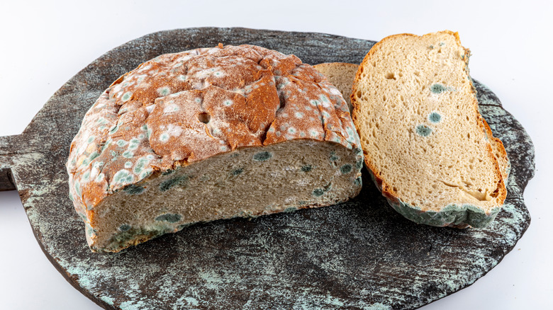 white bread turning moldy