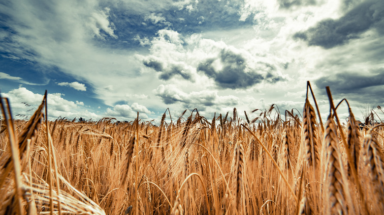 Field of rye against cloudy sky
