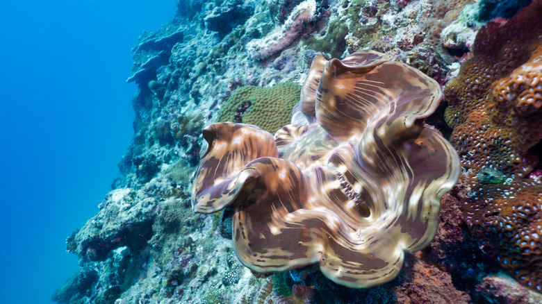 live oyster in the ocean