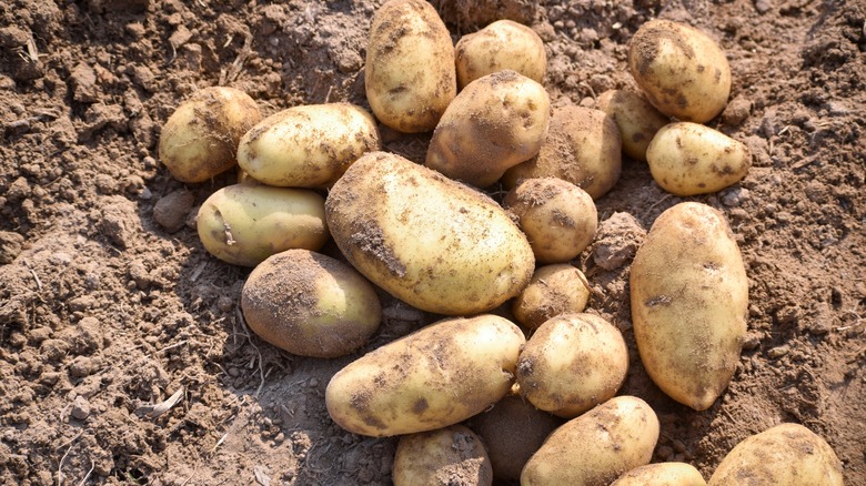 10 Things You Probably Didn't Know About Potatoes
