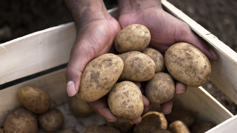 hands holding dirty potatoes
