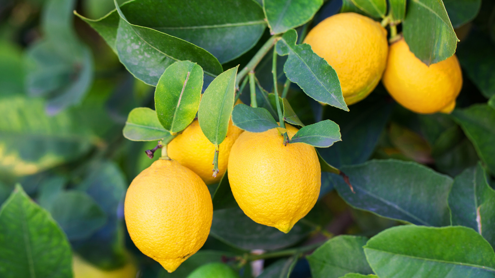 <a href="https://www.foodrepublic.com/2082434/unexpected-ways-use-lemons-everyday-cooking/" target="_blank">10 Unexpected Ways To Use Lemons In Everyday Cooking</a>