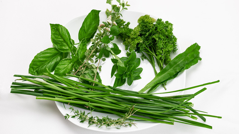 Caribbean green herbs on a white plate