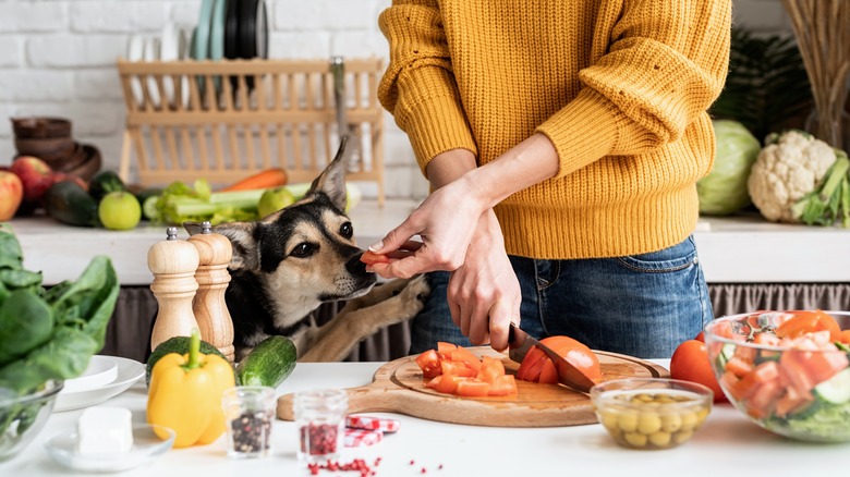 Pet owner holding food out to dog