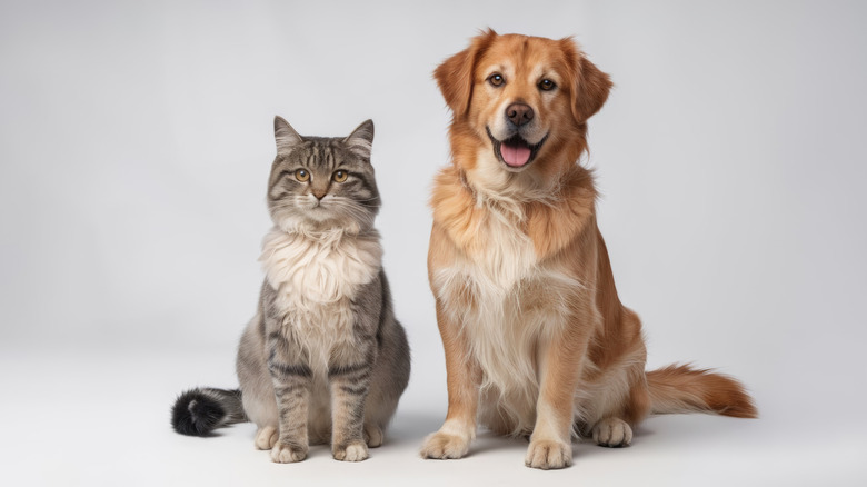 Cat and dog sitting next to each other.