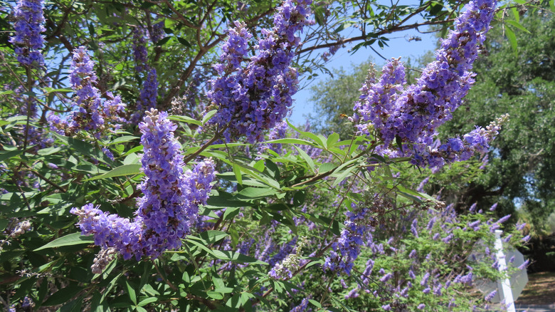 A large chaste tree with purple blossoms