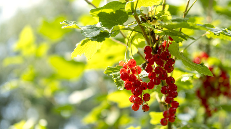 Red currant berries on the shrub