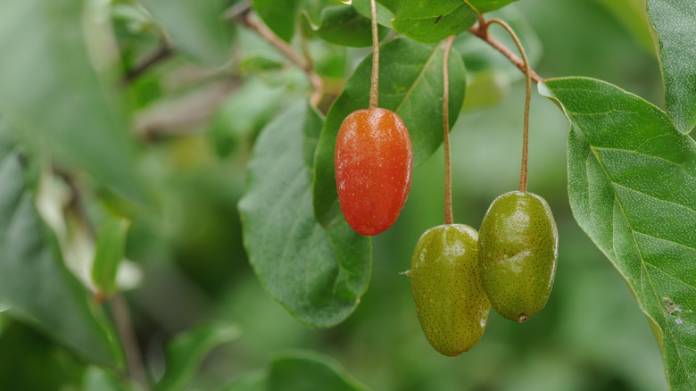 Mature and immature berries from an elaeagnus shrub