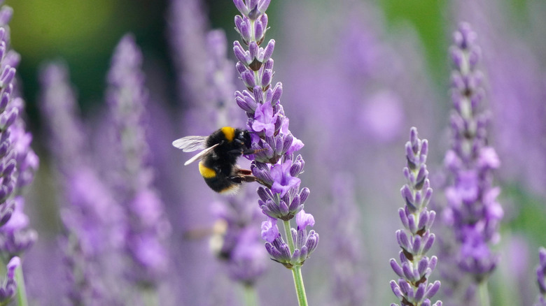 Bee sipping nectar from a field of English lavender