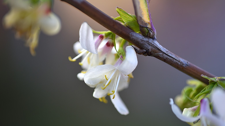 Winter honeysuckle on a shrub stem