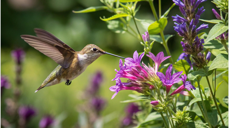 A brown hummingbird sipping nectar from a flower