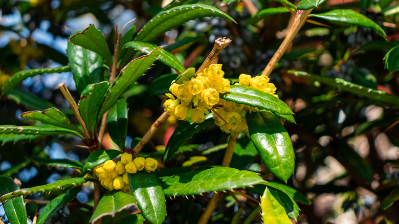 Clusters of yellow Oregon grape flowers