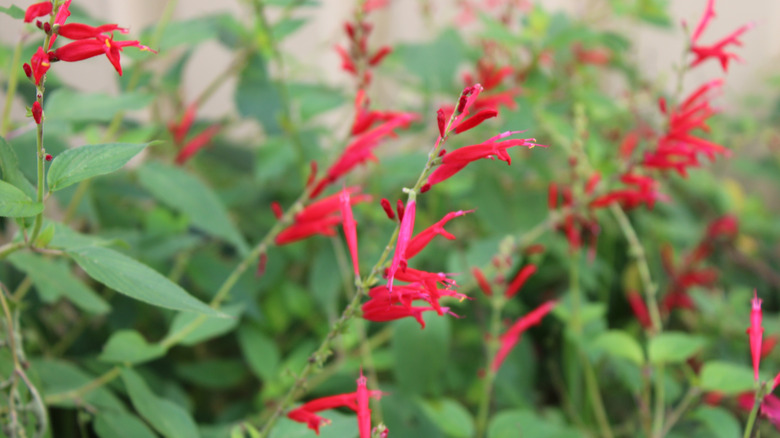 Pineapple sage blooming with red flowers