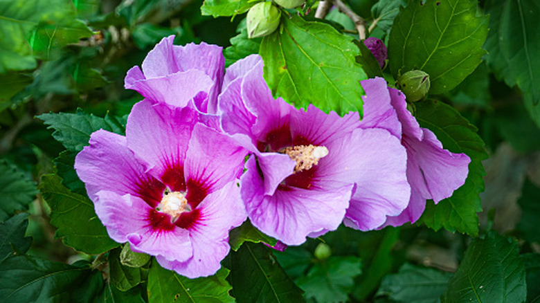 A cluster of purple rose of Sharon blossoms