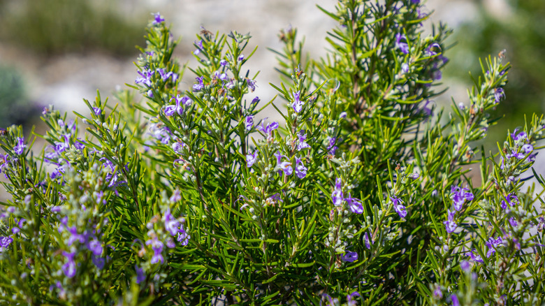 A blooming rosemary shrub