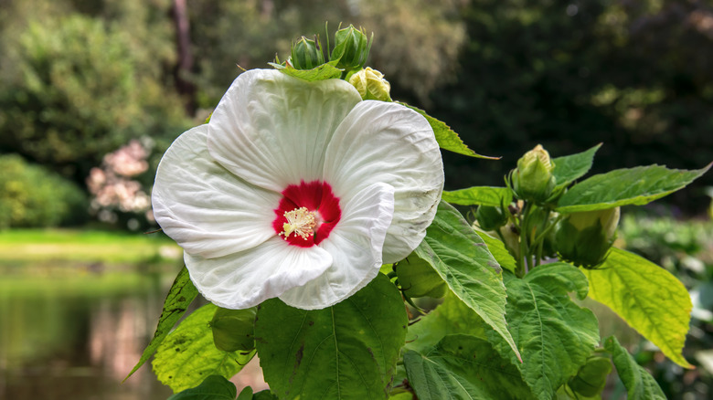 A blooming rose mallow near a lake