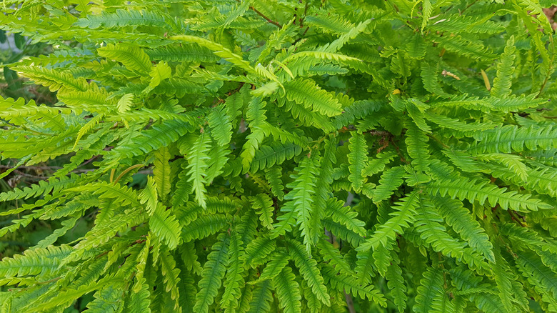 Sweet fern growing large and bushy