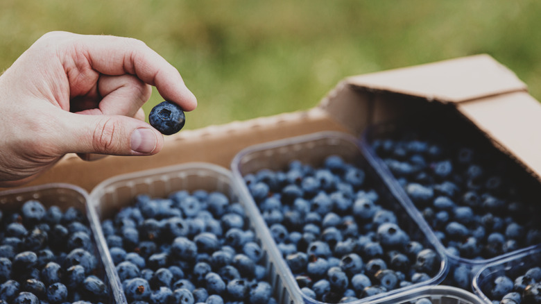 Hand pinching single blueberry in front of full cartons