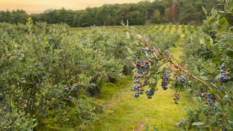 Rows of blueberry bushes on farm