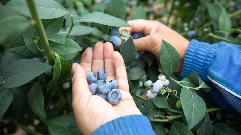 Hands picking blueberries off the bush