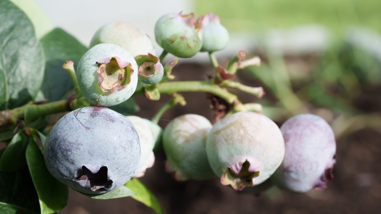 Cluster of unripe blueberries on the bush