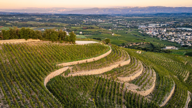 Curving rows of grapevines in vineyards