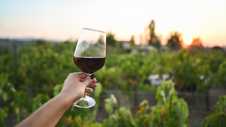 A woman holding up a glass of red wine in a vineyard