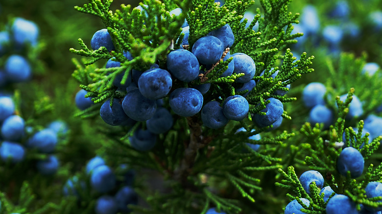 juniper berries on tree