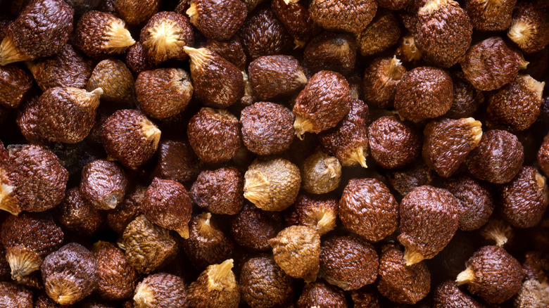 grains of paradise close up