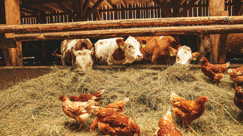 Chickens and cows in a barn, the cows eating hay