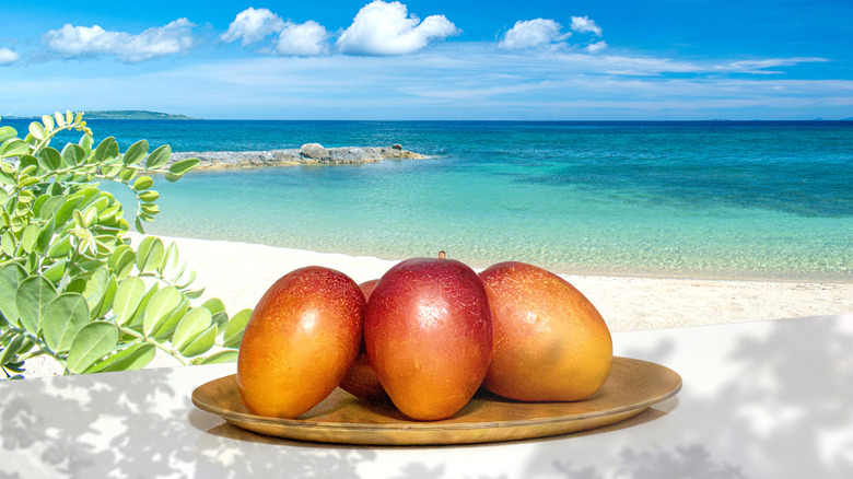 A plate of mangos on a white sand beach with turquoise water behind