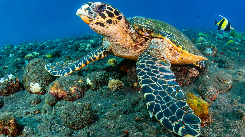 A sea turtle resting on the bottom of the ocean