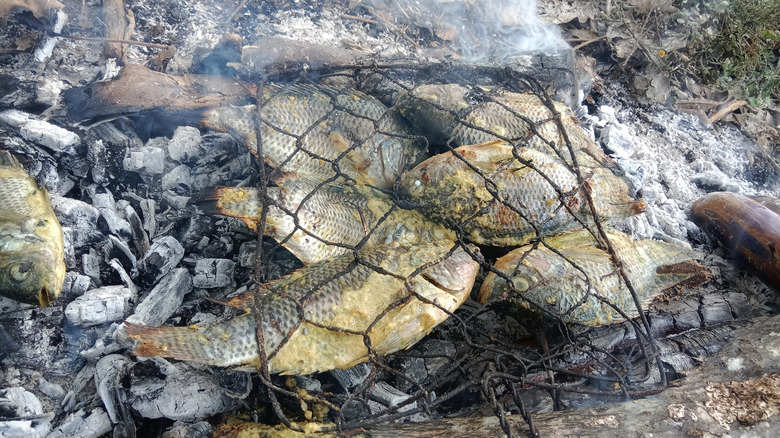 A bunch of fish are cooking on a bed of coals.