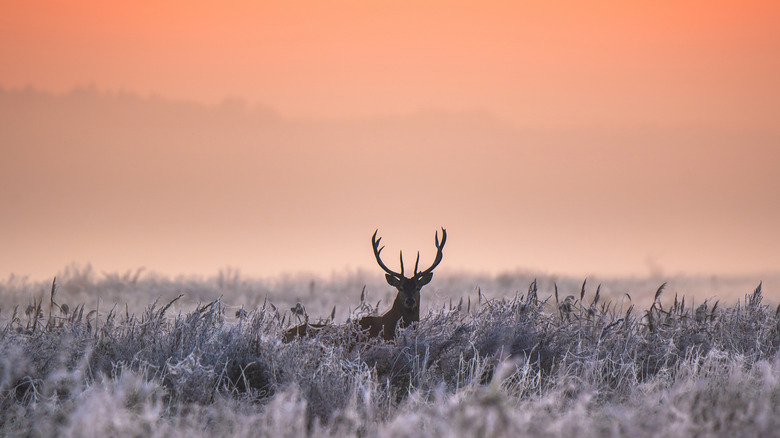 A deer's head pokes out over a frozen field with an orange sunrise in the back.
