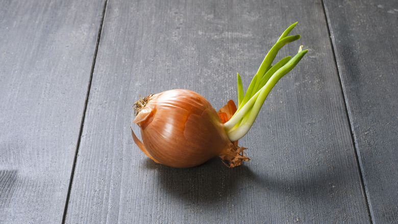 onion with sprout