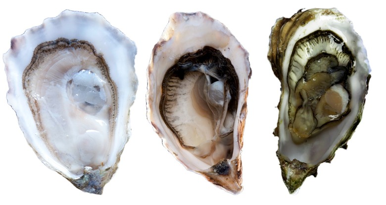 OysterTrio