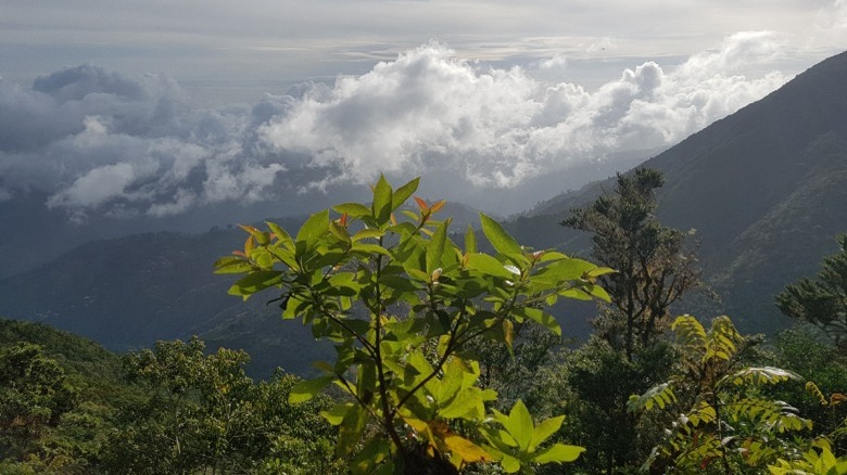 Jamaica Blue Mountain plant