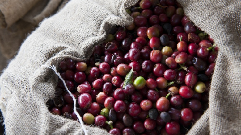 kona coffee beans