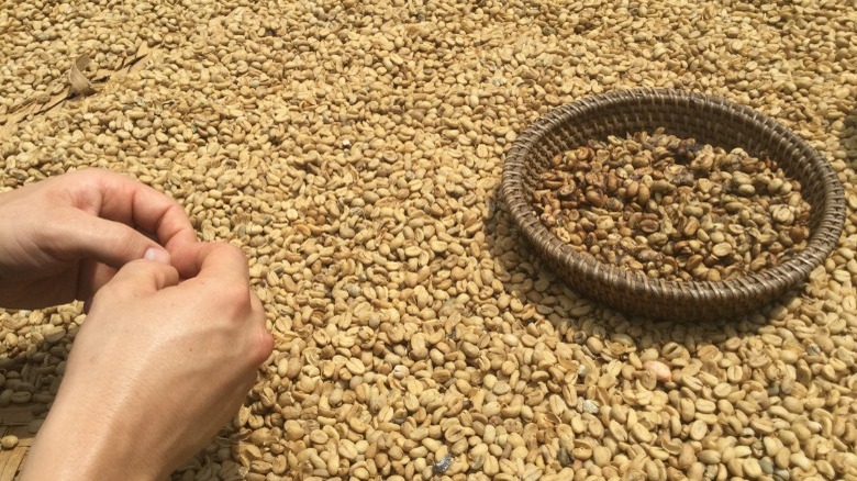 Kopi Luwak coffee beans