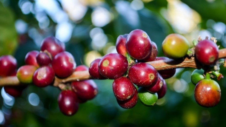 geisha coffee beans